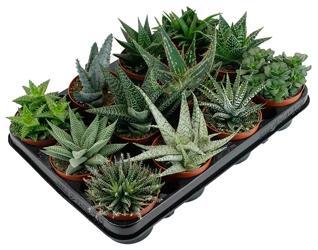 _MG_2900_V2